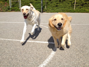 dog at park