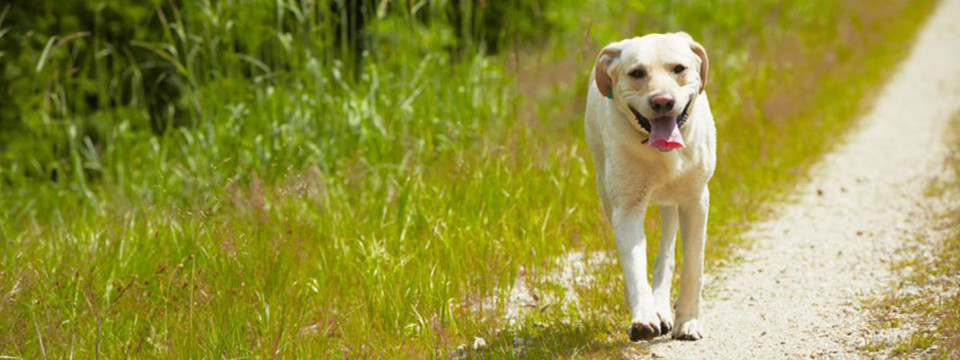 C- Golden Retreiver